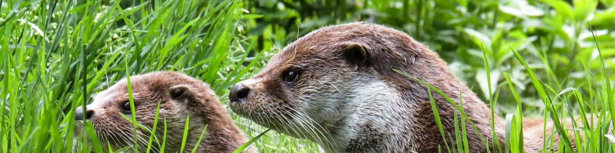 loutre