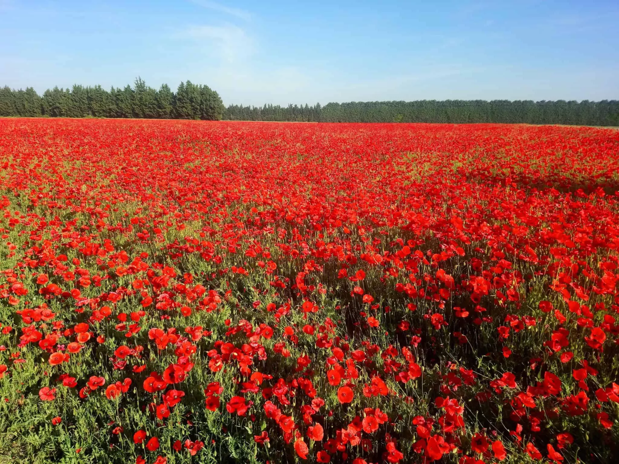 Coquelicots